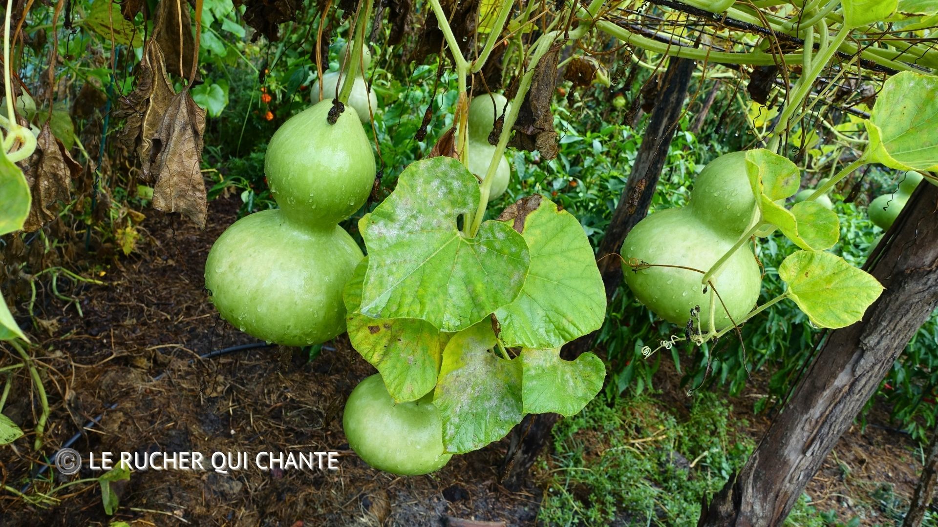 You are currently viewing Ô pluie bien-aimée